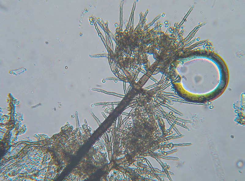 Penicillium?